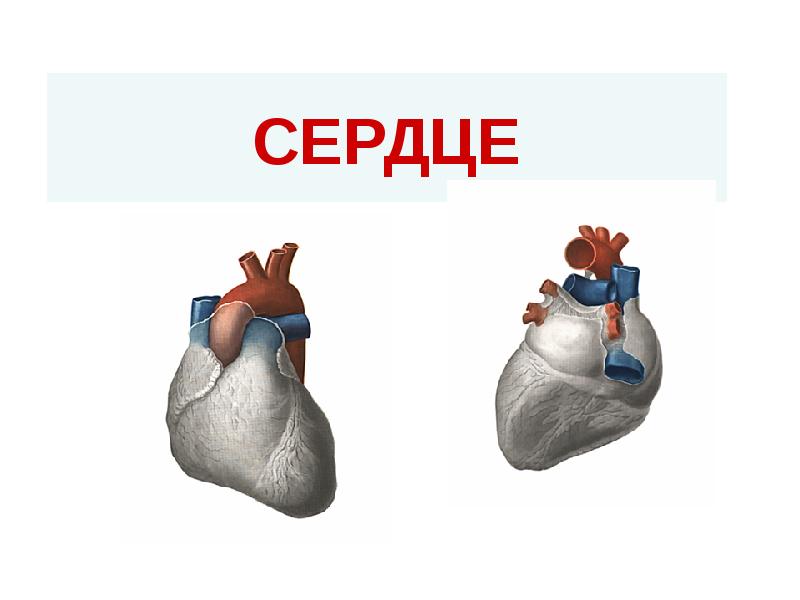 СЕРДЦЕ