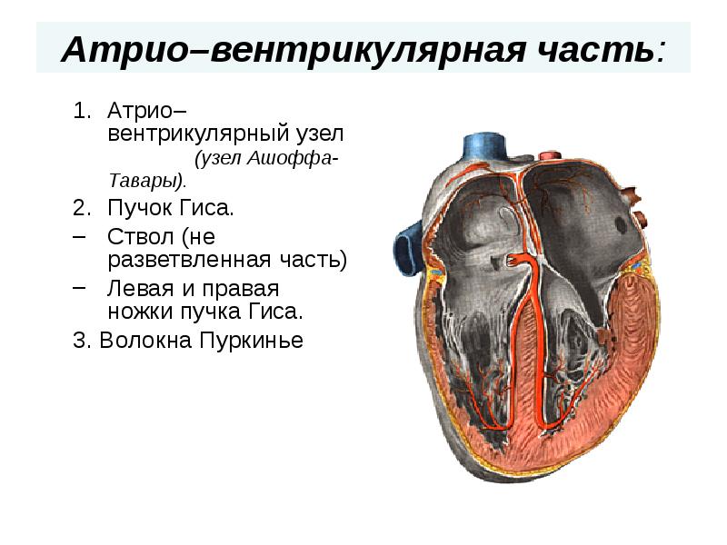 Атрио–вентрикулярная часть:  Атрио–вентрикулярный узел      