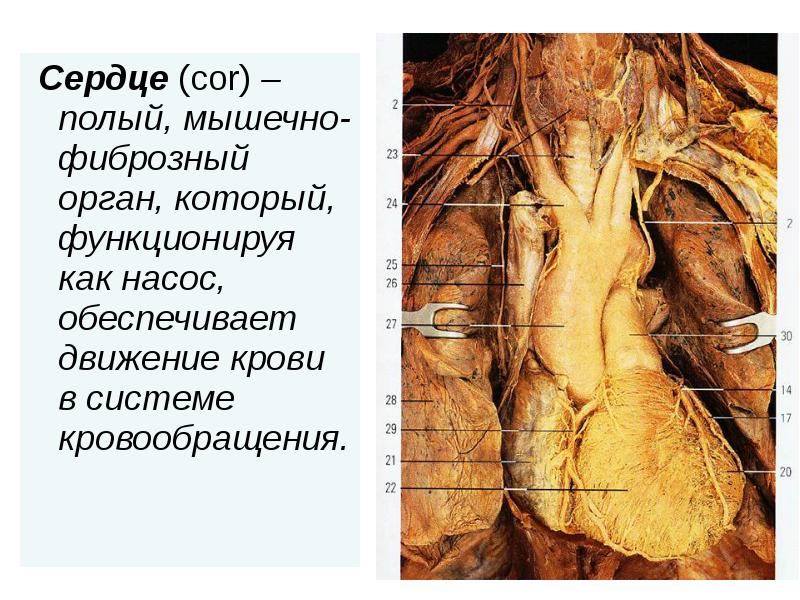 Сердце (cor) – полый, мышечно-фиброзный орган, который, функционируя как насос, обеспечивает