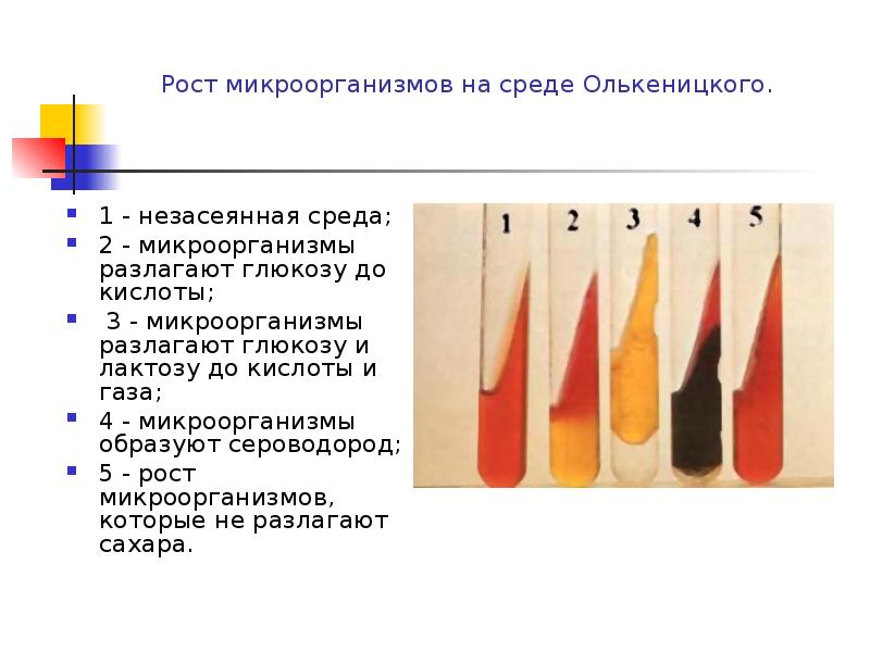 Рост микроорганизмов. Среда Олькеницкого состав. Среда Олькеницкого микробиология. Рост бактерий на среде Олькеницкий. Рост сальмонелл на среде Олькеницкого.