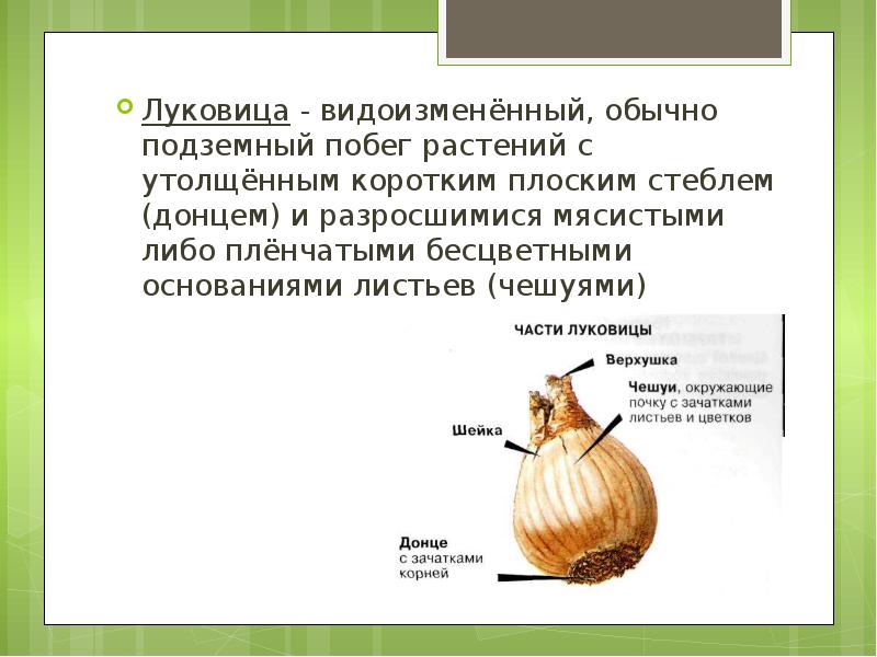 Как доказать что корневище и луковица это. Доказательство что луковица это видоизмененный побег. Луковица видоизмененный подземный побег. Луковица это видоизмененный. СУКОВИЦА-подземный побег.