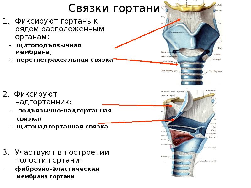 Связка 1. Щитоподъязычная мембрана гортани. Связочный аппарат гортани анатомия. Сочленения хрящей гортани. Хрящи и связки гортани соединения.