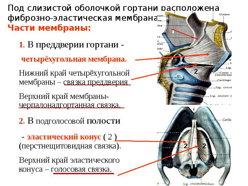 Укажите верхнюю. Четырехугольная мембрана гортани. Нижняя граница эластичного конуса гортани. Эластический конус гортани анатомия. Фиброзно эластичная мембрана гортани.