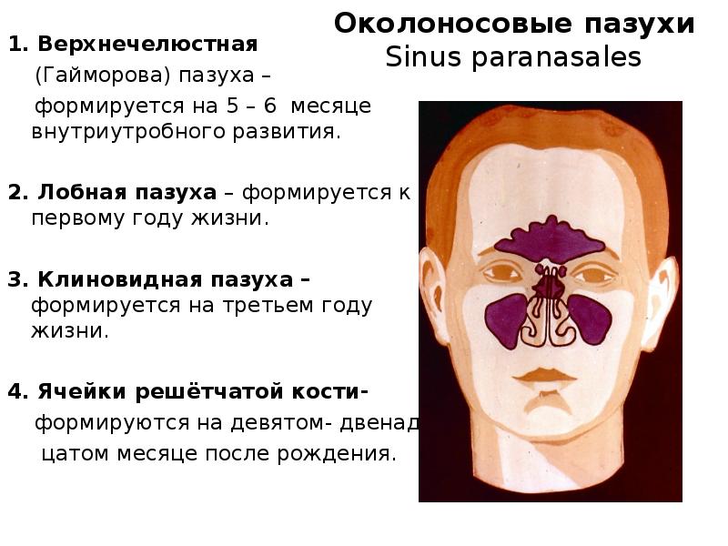 Кости имеющие воздухоносные пазухи. Околоносовые пазухи таблица. Околоносовые воздухоносные пазухи функции. Аномалии околоносовых пазух. Околоносовые пазухи анатомия функции.