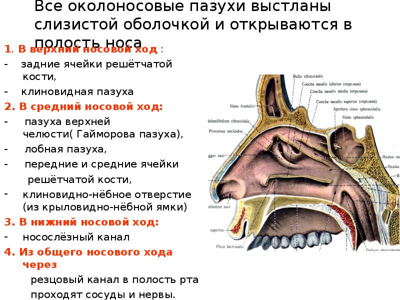 Слизистые пазухи. Клиновидная пазуха носа анатомия. Околоносовые пазухи и носовые ходы. Сообщения носовых ходов анатомия. В верхний носовой ход открываются околоносовые пазухи.