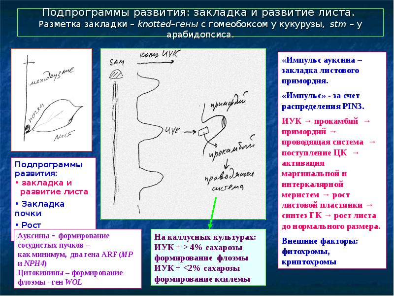 Развитие листа. Таблица эволюции закладчиков.