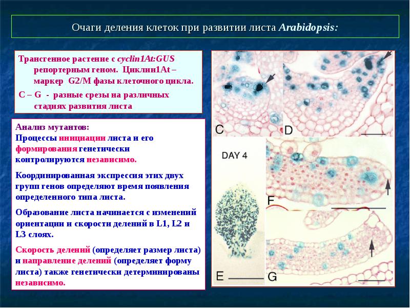 Развитие листа. Скорость деления клетки. Репортерные клетки. Что определяет форму клетки. Репортерные линии клеток.