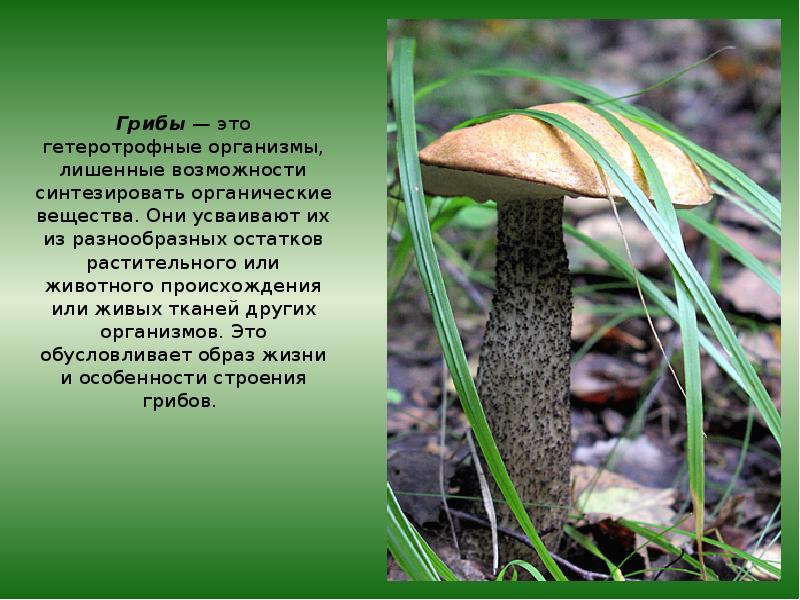Грибы — это гетеротрофные организмы, лишенные возможности синтезировать органические вещества. Они Грибы — это гетеротрофные организмы, лишенные возможности синтезировать органические вещества. Они