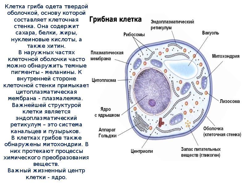 Клетка гриба одета твердой оболочкой, основу которой составляет клеточная стенка. Она Клетка гриба одета твердой оболочкой, основу которой составляет клеточная стенка. Она