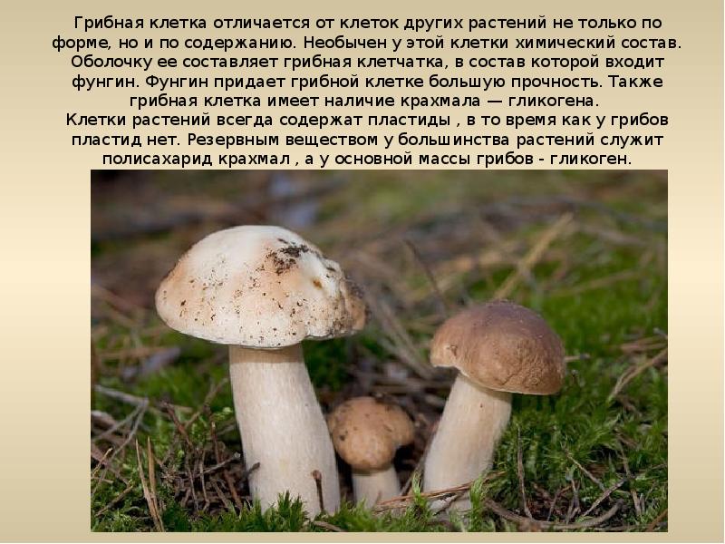 Грибная клетка отличается от клеток других растений не только по форме, Грибная клетка отличается от клеток других растений не только по форме,