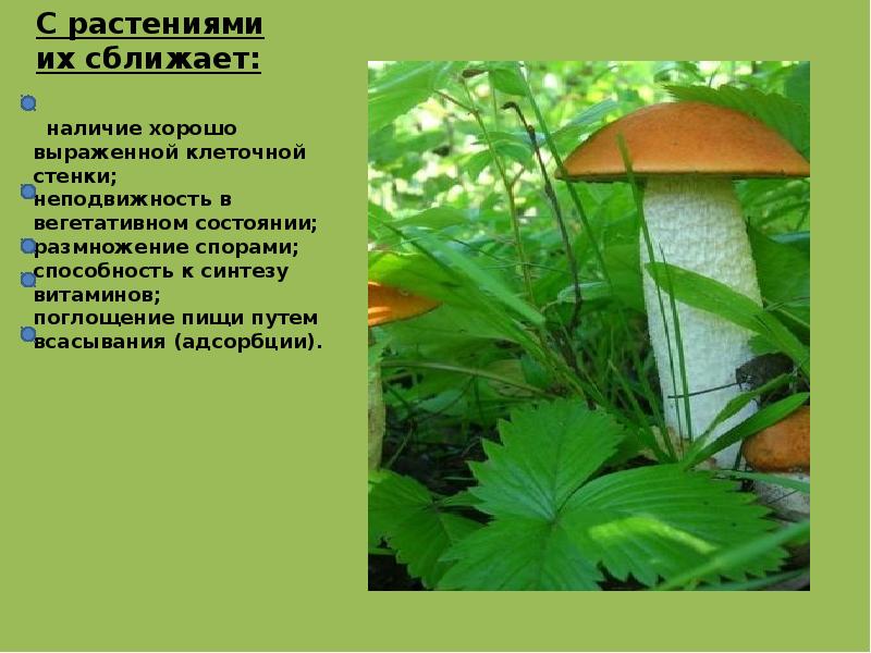 наличие хорошо выраженной клеточной стенки; неподвижность в вегетативном состоянии; размножение наличие хорошо выраженной клеточной стенки; неподвижность в вегетативном состоянии; размножение