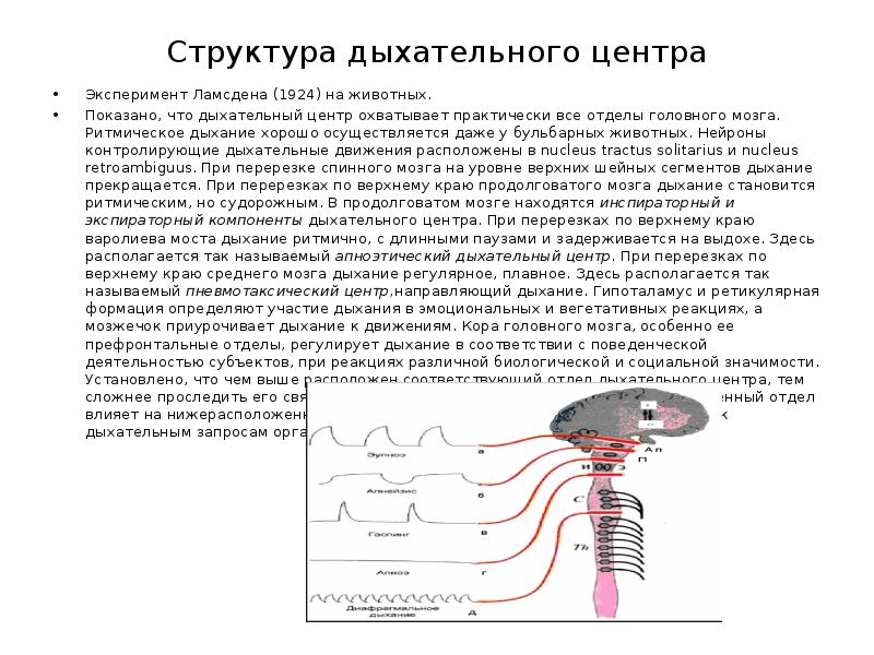 Дыхательный центр регулирует