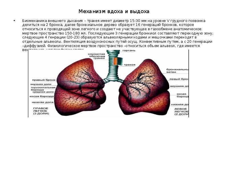 Биомеханика внешнего дыхания презентация