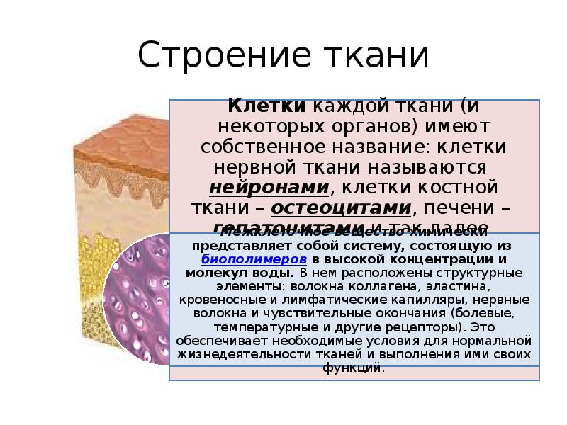 Строение тканей организма