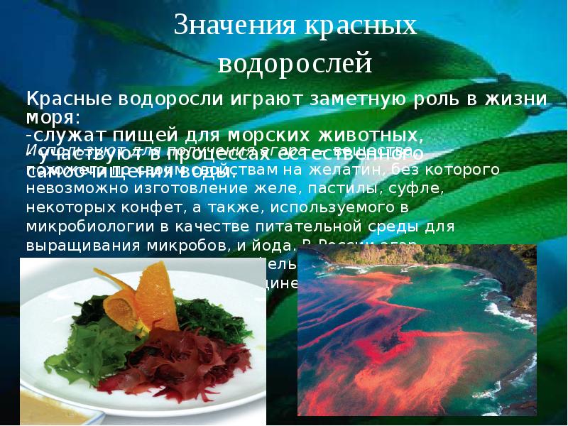 Значение водорослей в природе и жизни. Значение красных водорослей. Красные водоросли в жизни человека. Красные водоросли в природе. Роль красных водорослей.