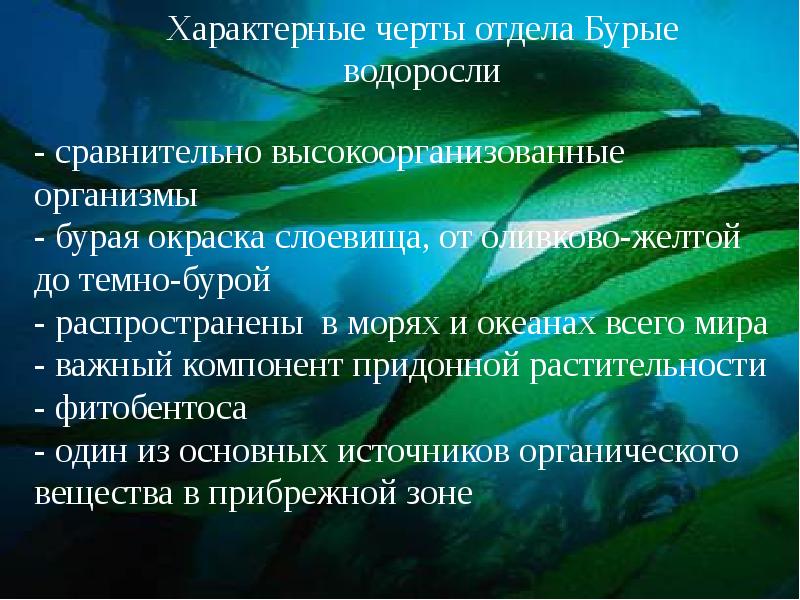 Особенности бурых водорослей