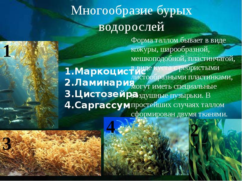 Морские водоросли картинки для детей