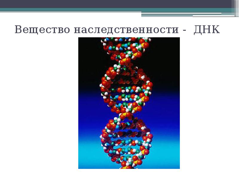 Реферат: Биосинтез ДНК