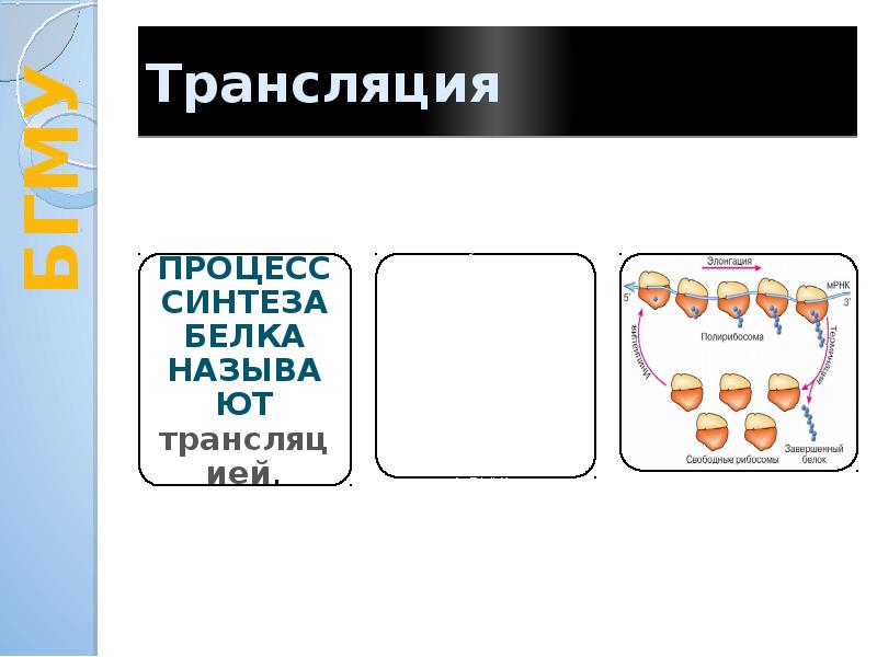 Реализация наследственной информации в клетке 10 класс презентация