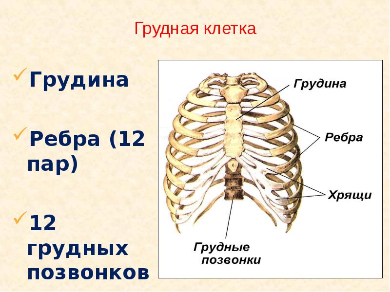 Выберите кости образующие грудную клетку