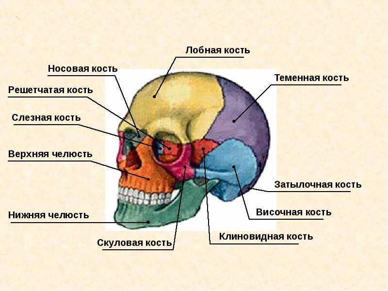 Картинка туловища человека