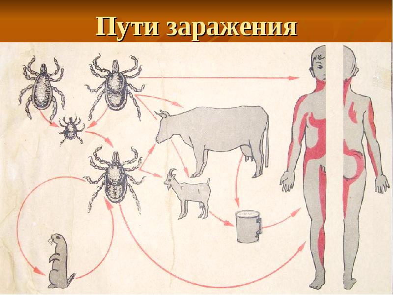 Передается ли энцефалит через молоко. Передается ли энцефалит через молоко