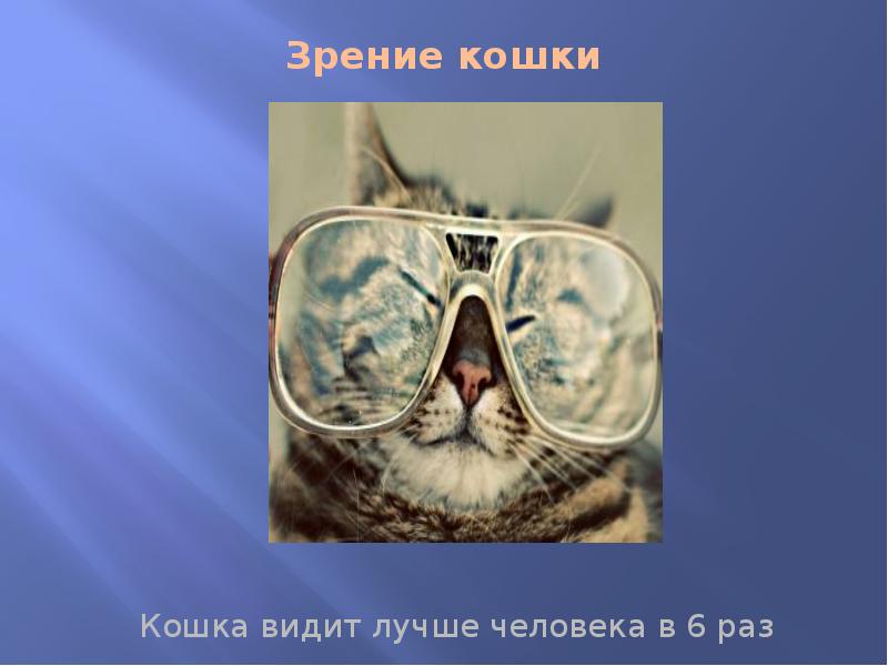 Зрение у кошек какое