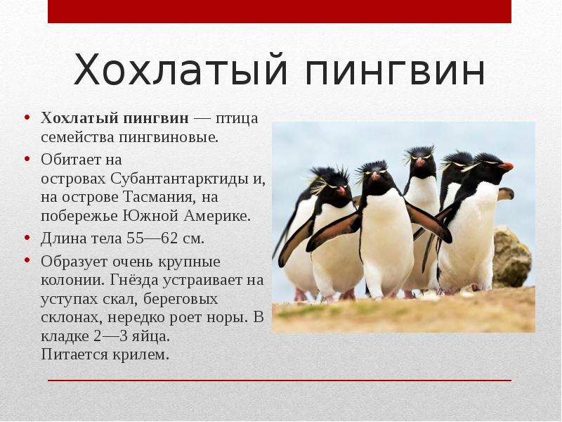 Проект по биологии 7 класс птицы пингвины