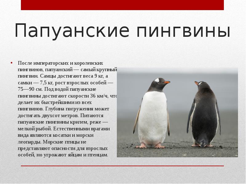 Рассказы про пингвинов для детей. Описание пингвина. Информация о пингвинах. Пингвины кратко. Сообщение о пингвинах.