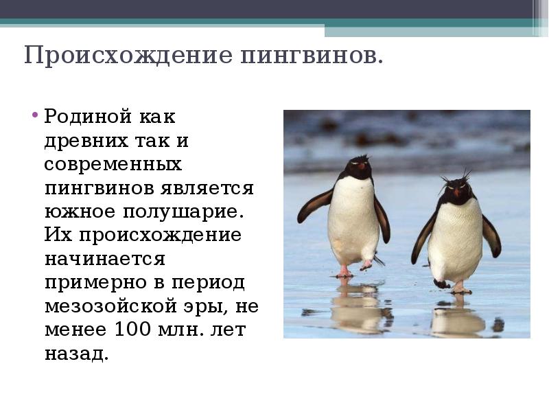 Про пингвина рассказ 1. Пингвин рассказ для 1 класса. Пингвины презентация. Описание пингвина. Сведения о пингвинах.