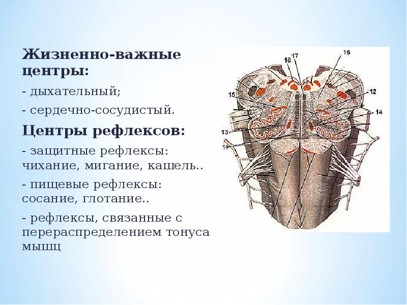 Сердечный центр в продолговатом мозге. Жизненно важные (витальные) центры продолговатого мозга. Жизненно важные центры. Центры жизненно важных рефлексов находятся. Центр защитных рефлексов.