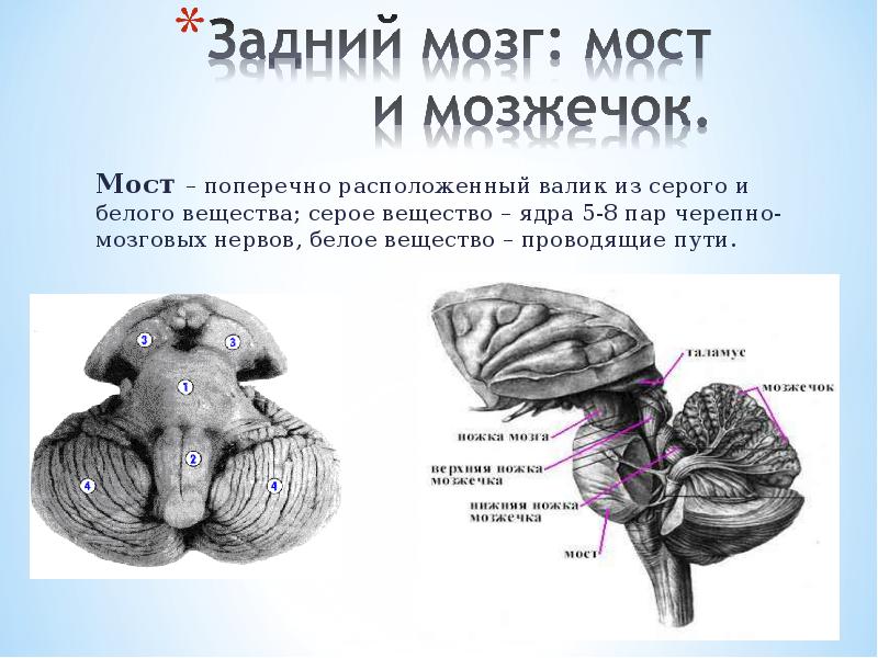 Мост головного мозга рисунок