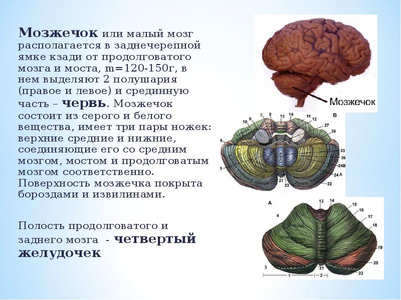 Мост и мозжечок строение. Малый мозг. Мозжечок название двух полушарий. Мозжечок располагается в мозговой ямке. Мозг экскурсия.