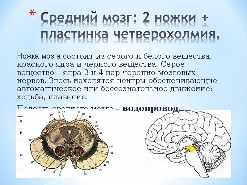 Серое вещество мозга образовано