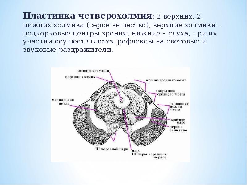 Серое вещество конечного мозга. Функция верхних Бугров четверохолмия головного мозга. Бугры четверохолмия среднего мозга функции. Средний мозг пластинка четверохолмия. Крыша среднего мозга (пластинка четверохолмия).