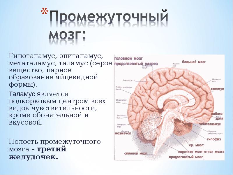 Каковы функции таламуса и гипоталамуса