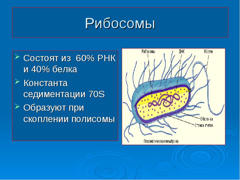 Структура бактериальной клетки микробиология презентация