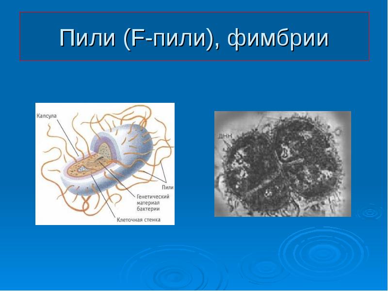 Фимбрии бактерий картинки