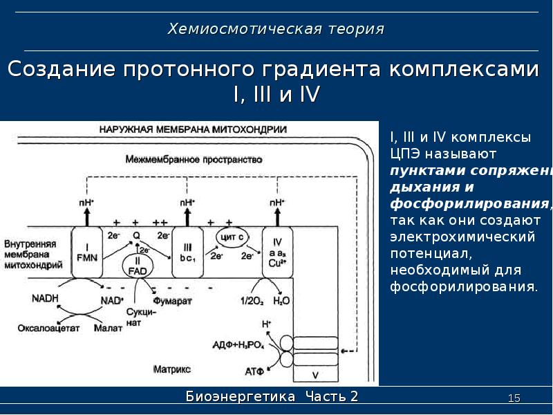 Хемиосмотическая теория митчелла схема