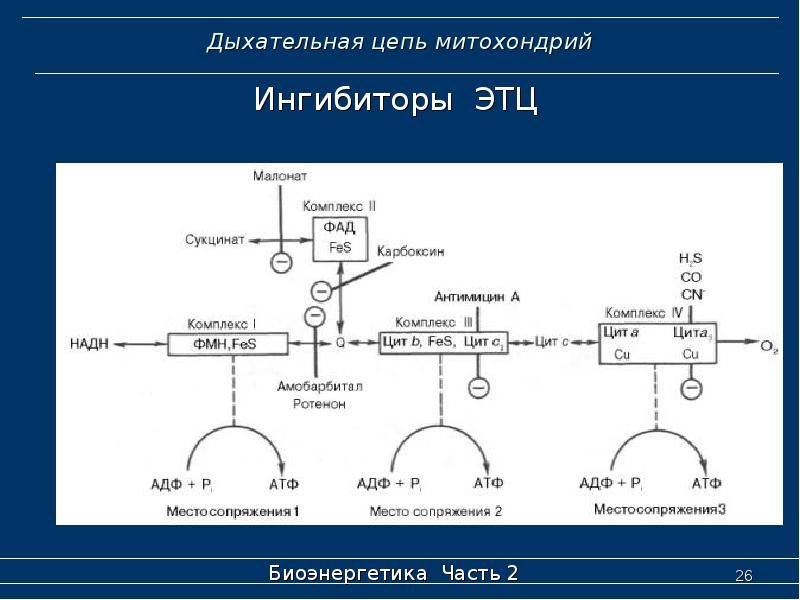 Дыхательная цепь митохондрий схема