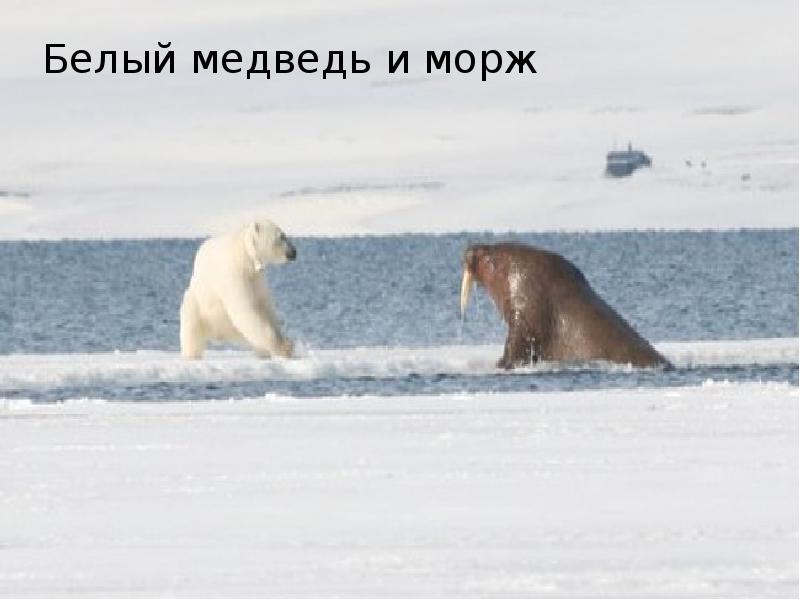 Белый медведь морж и тюлень природная зона. Белый медведь против моржа. Белый медведь нападает на моржа. Белый медведь охотится на моржа.