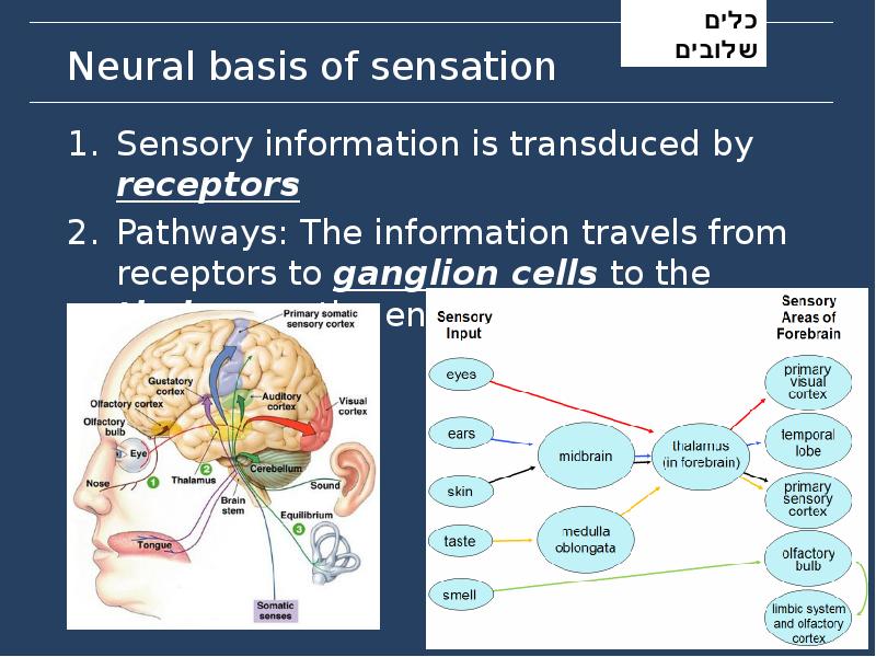 Neural basis of sensation
Sensory information is transduced by receptors
Pathways: Neural basis of sensation
Sensory information is transduced by receptors
Pathways: