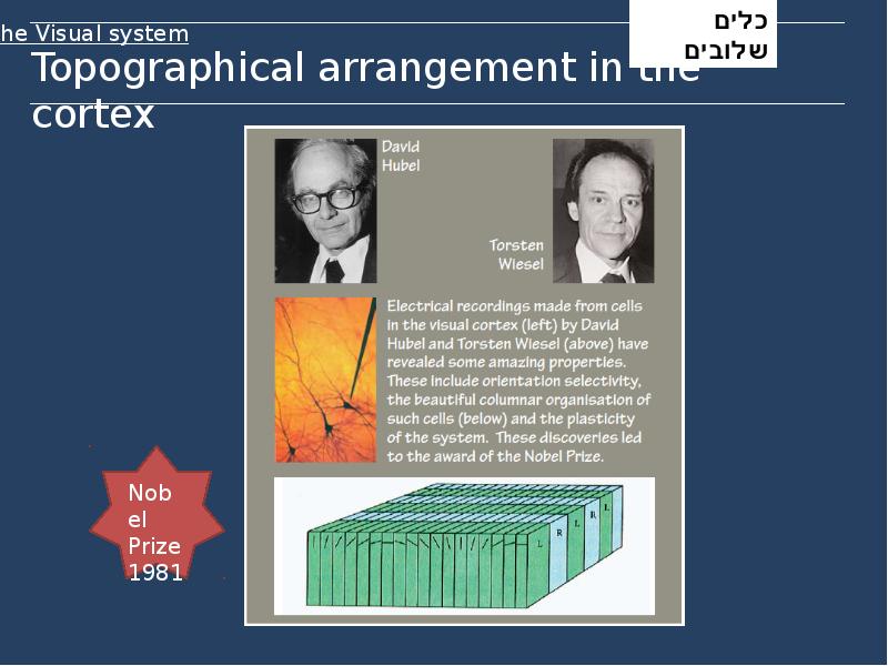 Topographical arrangement in the cortex Topographical arrangement in the cortex