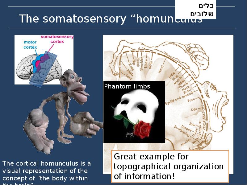 The somatosensory “homunculus” The somatosensory “homunculus”
