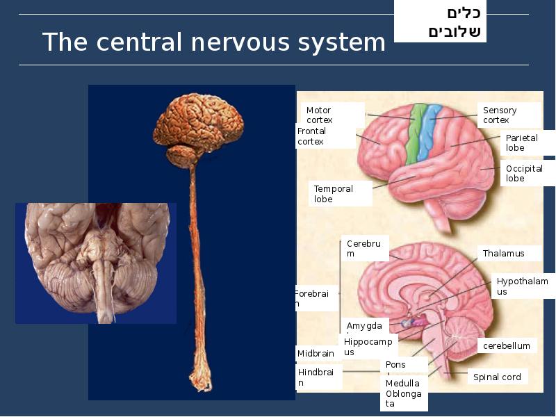 The central nervous system The central nervous system