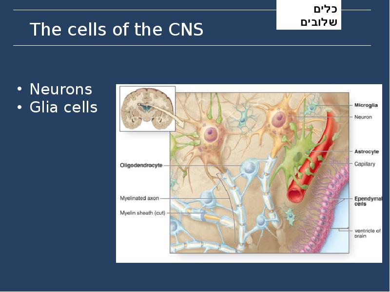 The cells of the CNS The cells of the CNS