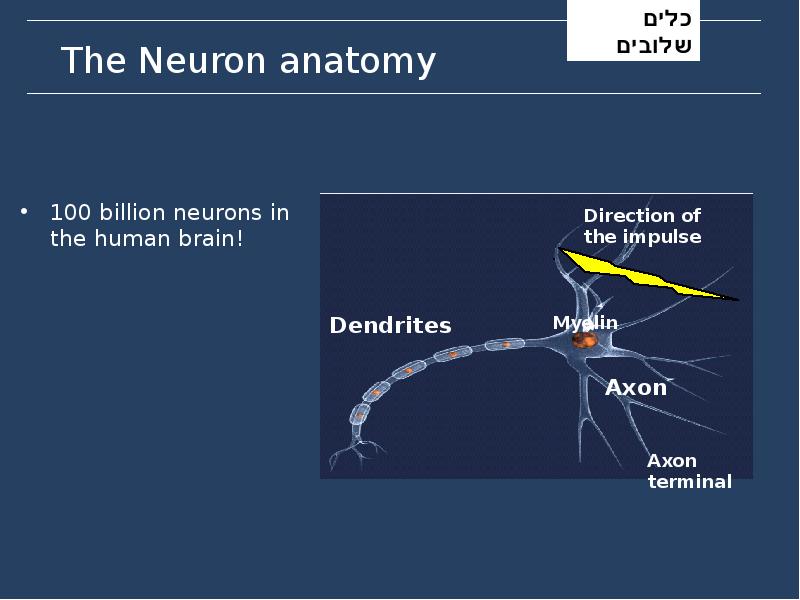 The Neuron anatomy The Neuron anatomy