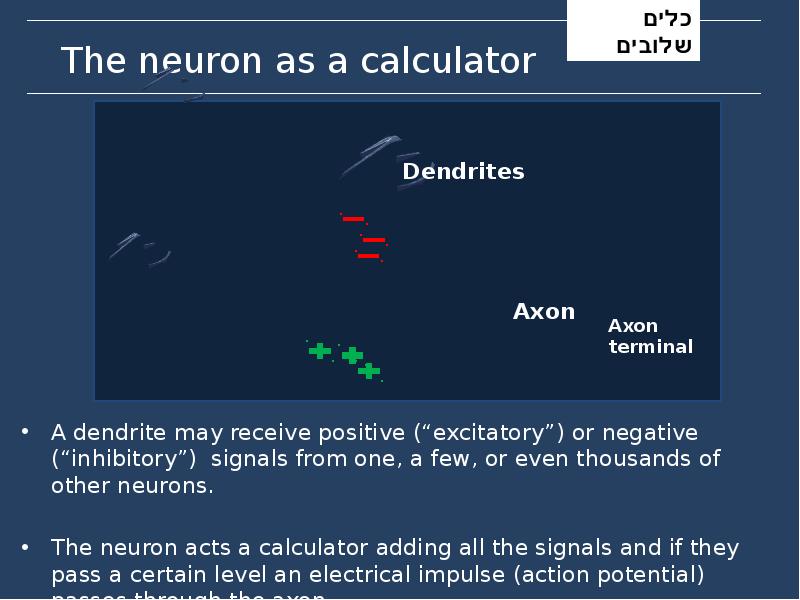 The neuron as a calculator The neuron as a calculator