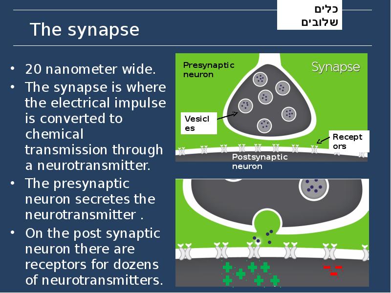 The synapse The synapse