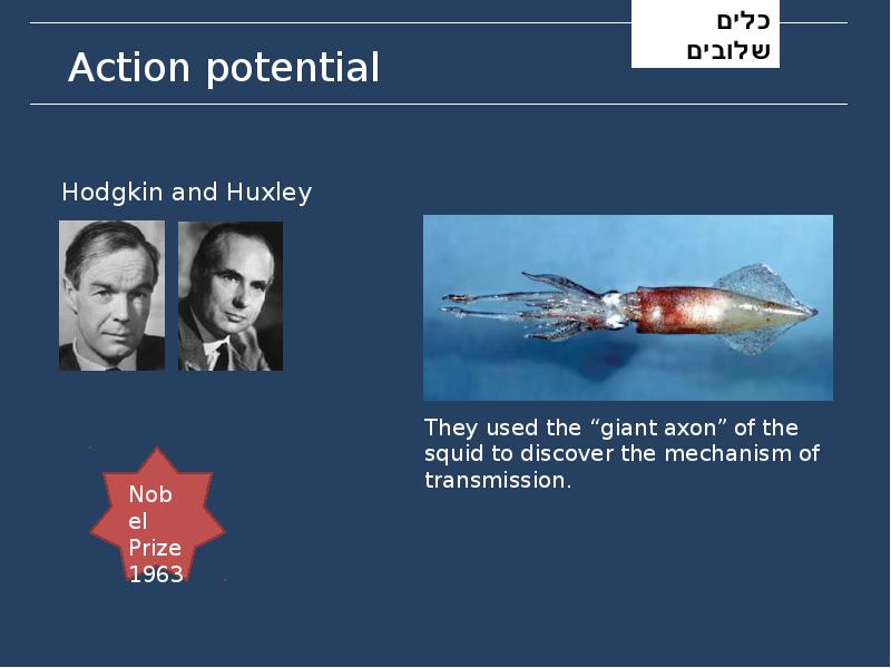 Action potential Action potential